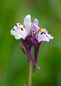 Linaria amethystea subsp. amethystea