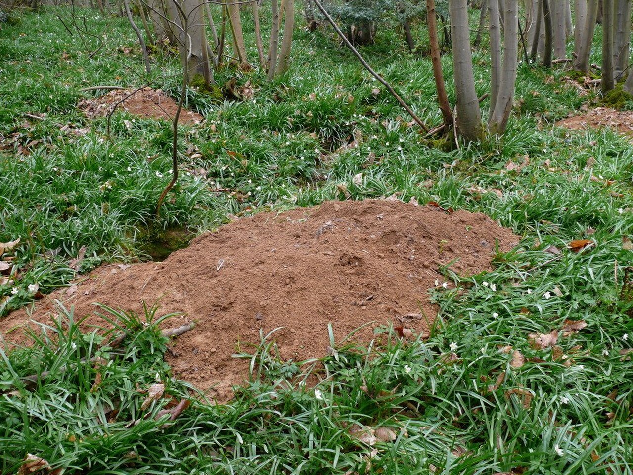 Spoil heaps at Badger sett.jpg