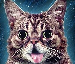 An image of Lil Bub, feline celebrity superstar, from 2013
