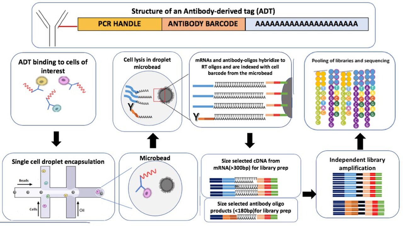 Structure of ADT& Wetlab workflow.jpg