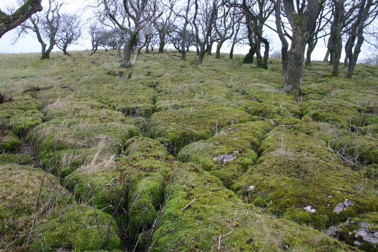 Mossy Clints - geograph.org.uk - 89789.jpg