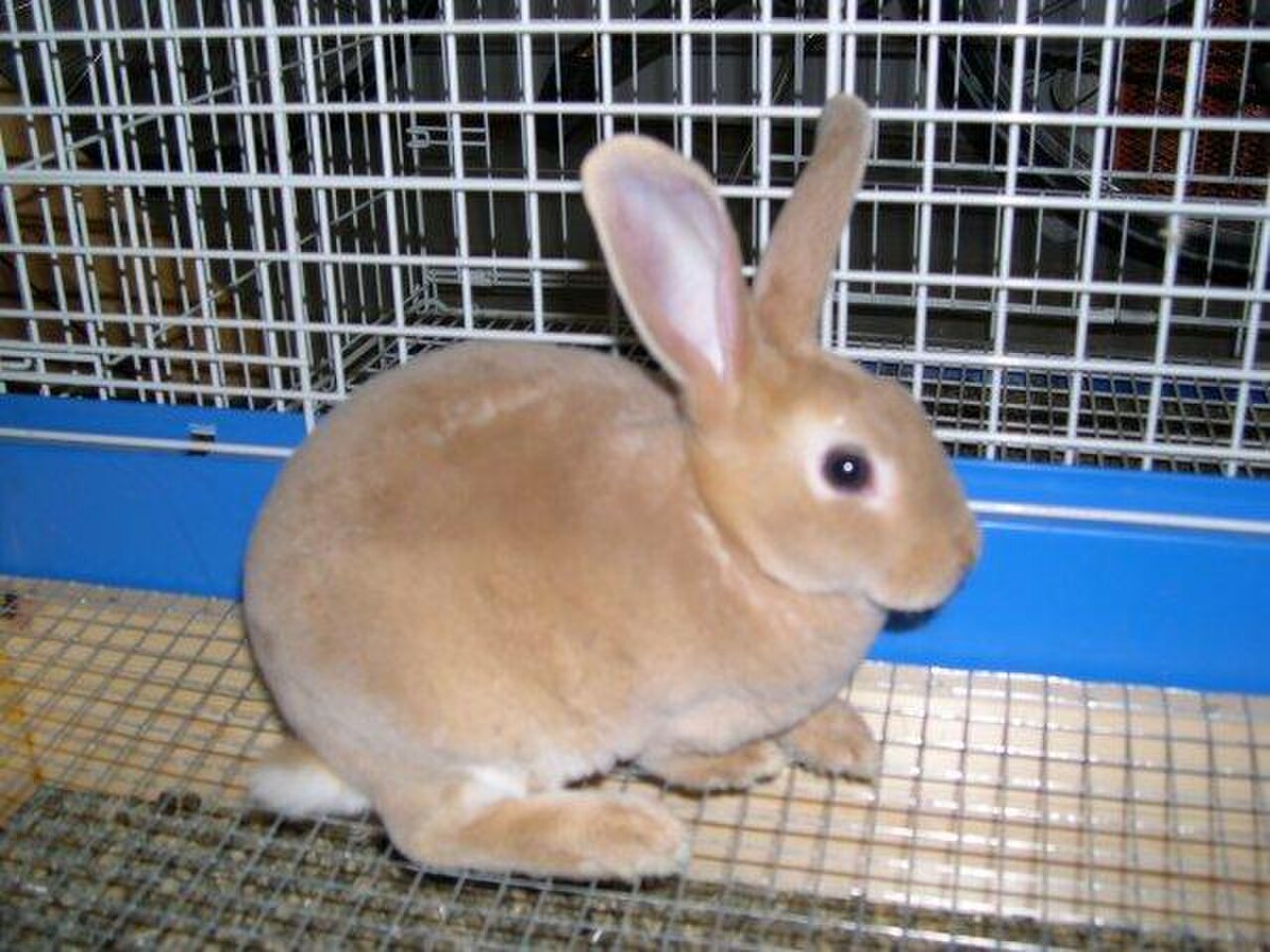 Lynx Mini rex.jpg