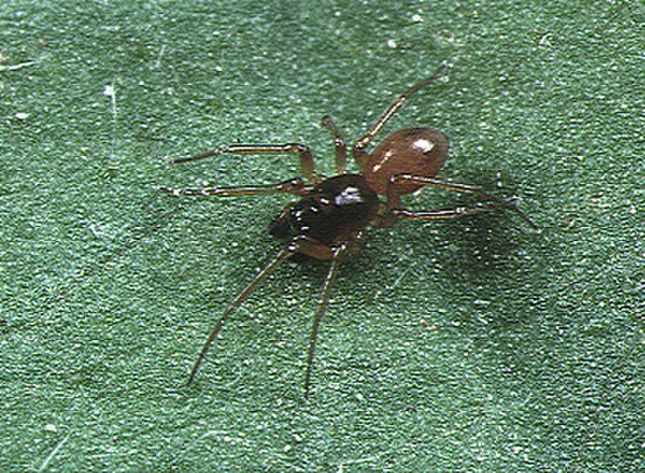 Ummeliata.insecticeps.male.-.tanikawa.jpg