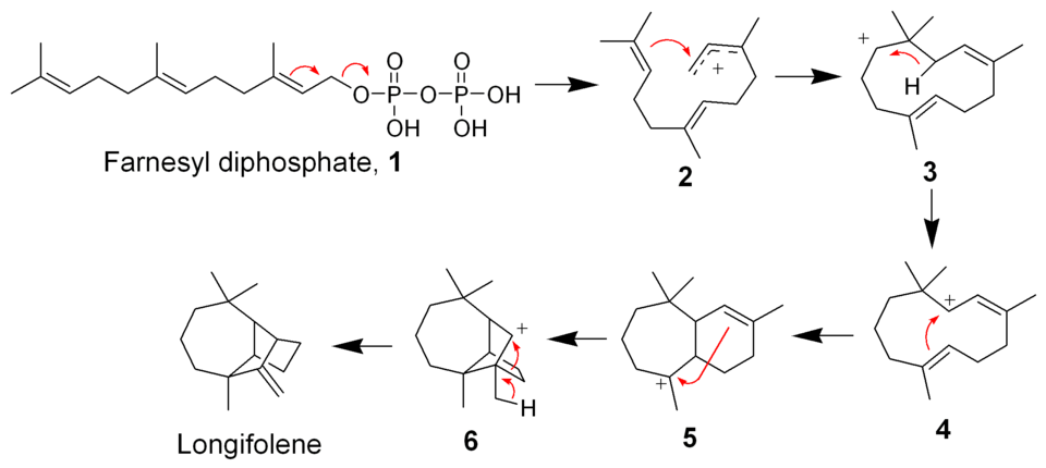 The biosynthesis of longifolene