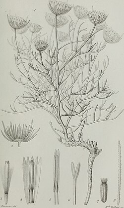 A black and white drawing of the states of Perralderia