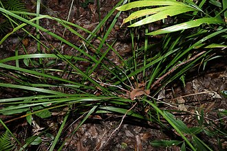 Habit