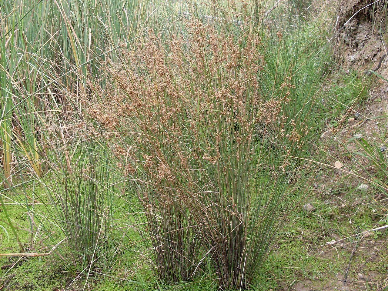 Juncus usitatus tussock (3438477129).jpg
