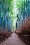 Bamboo Forest, Arashiyama
