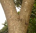 Khoi bark