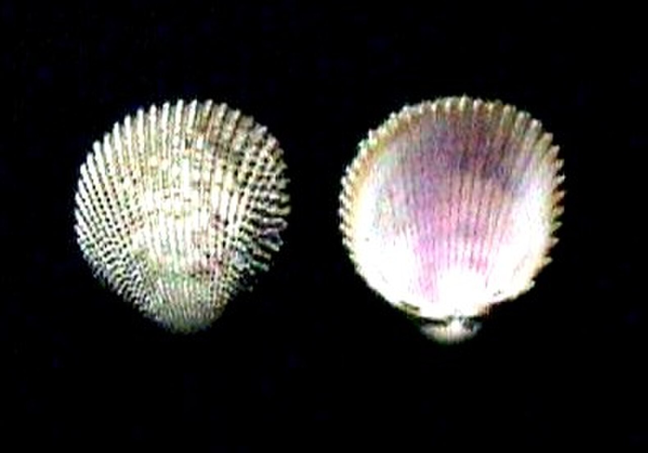Trachycardium muricatum.jpg