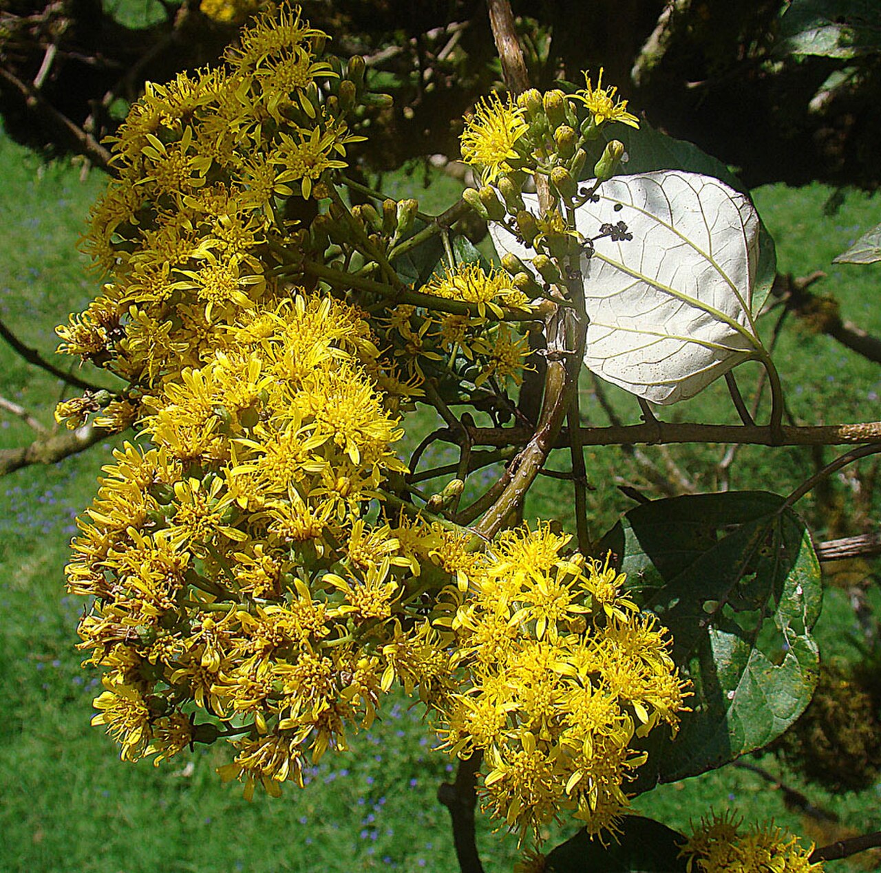 Sinclairia polyantha.jpg