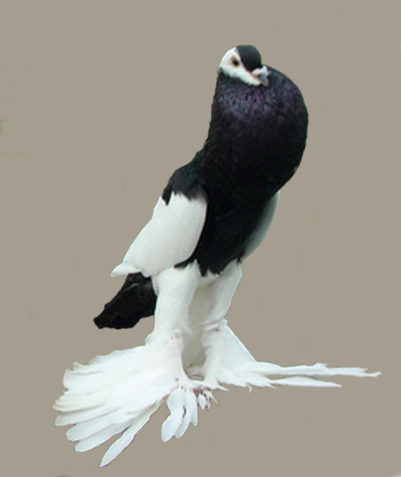 Reversewing pouter(black).jpg