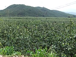 Pomelos in Fujian