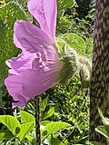 Showing stem with simple coarse hairs, flower calyx with hairs and large epicalyx