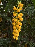 B. valdiviana, flowers from Chile (cultivated in the UK)