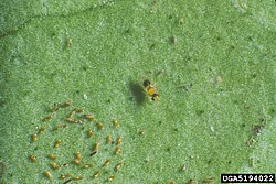 Encarsia perplexa (centre), a parasitoid of citrus blackfly (lower left), is also an adelphoparasite, laying eggs in larvae of its own species
