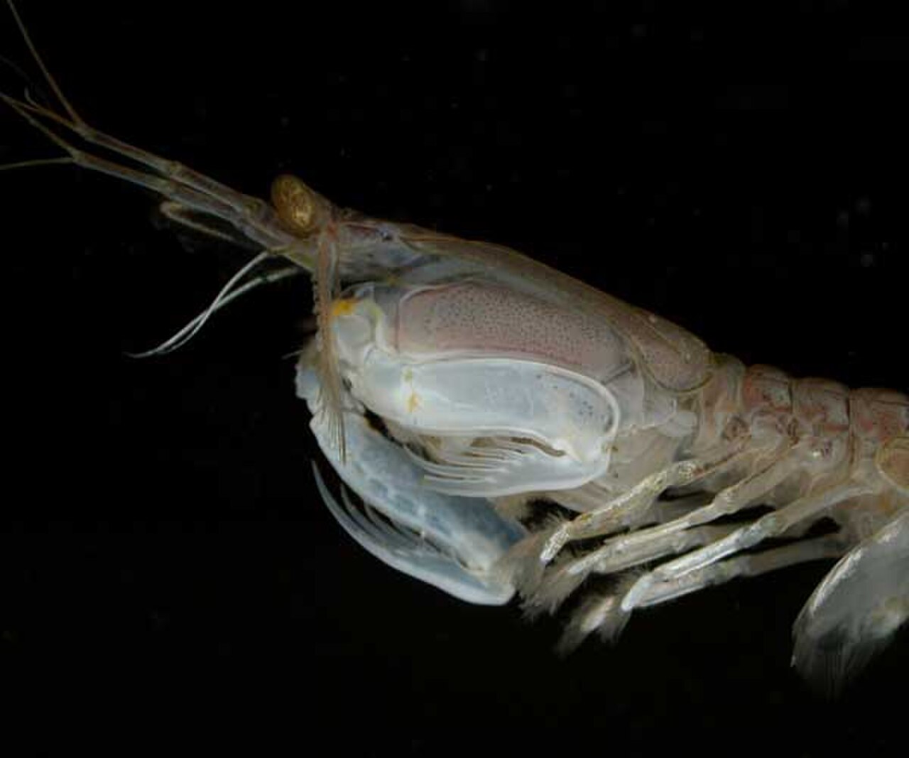 Squilla mantis.jpg