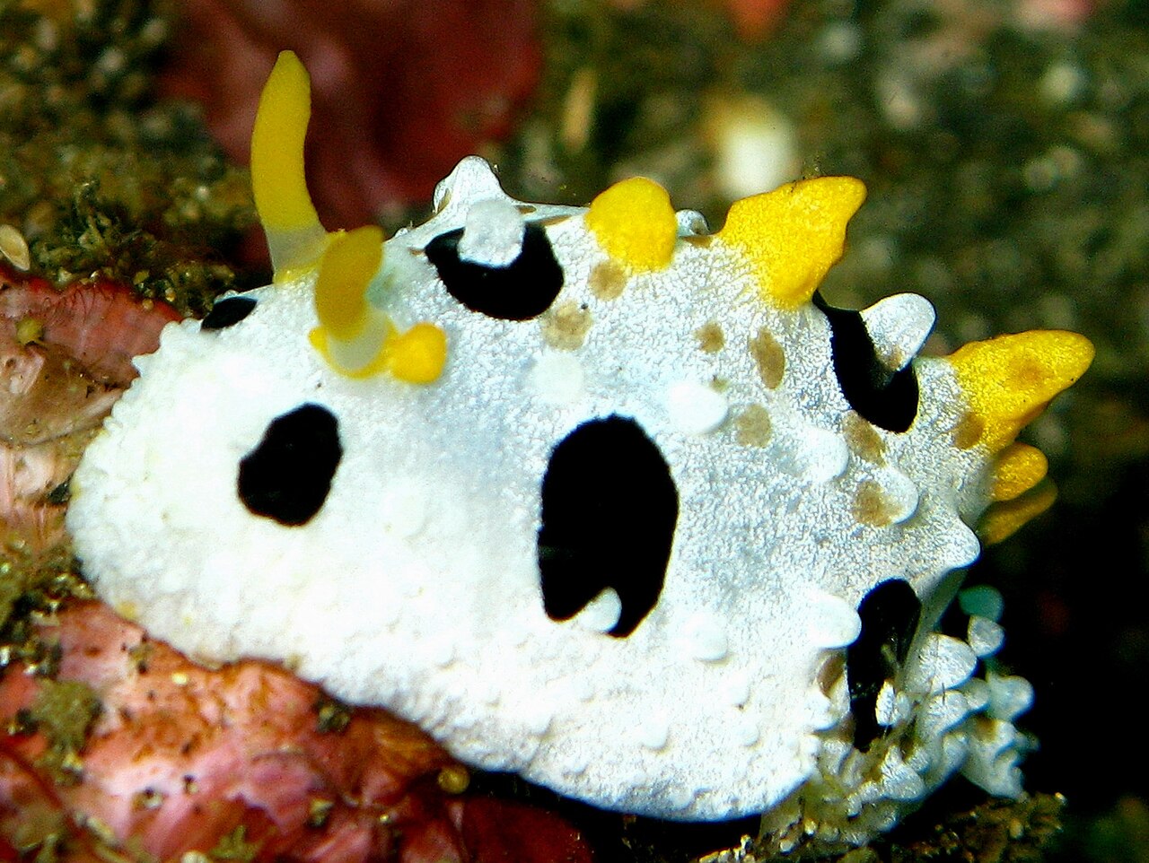 Phyllidia tula.jpg