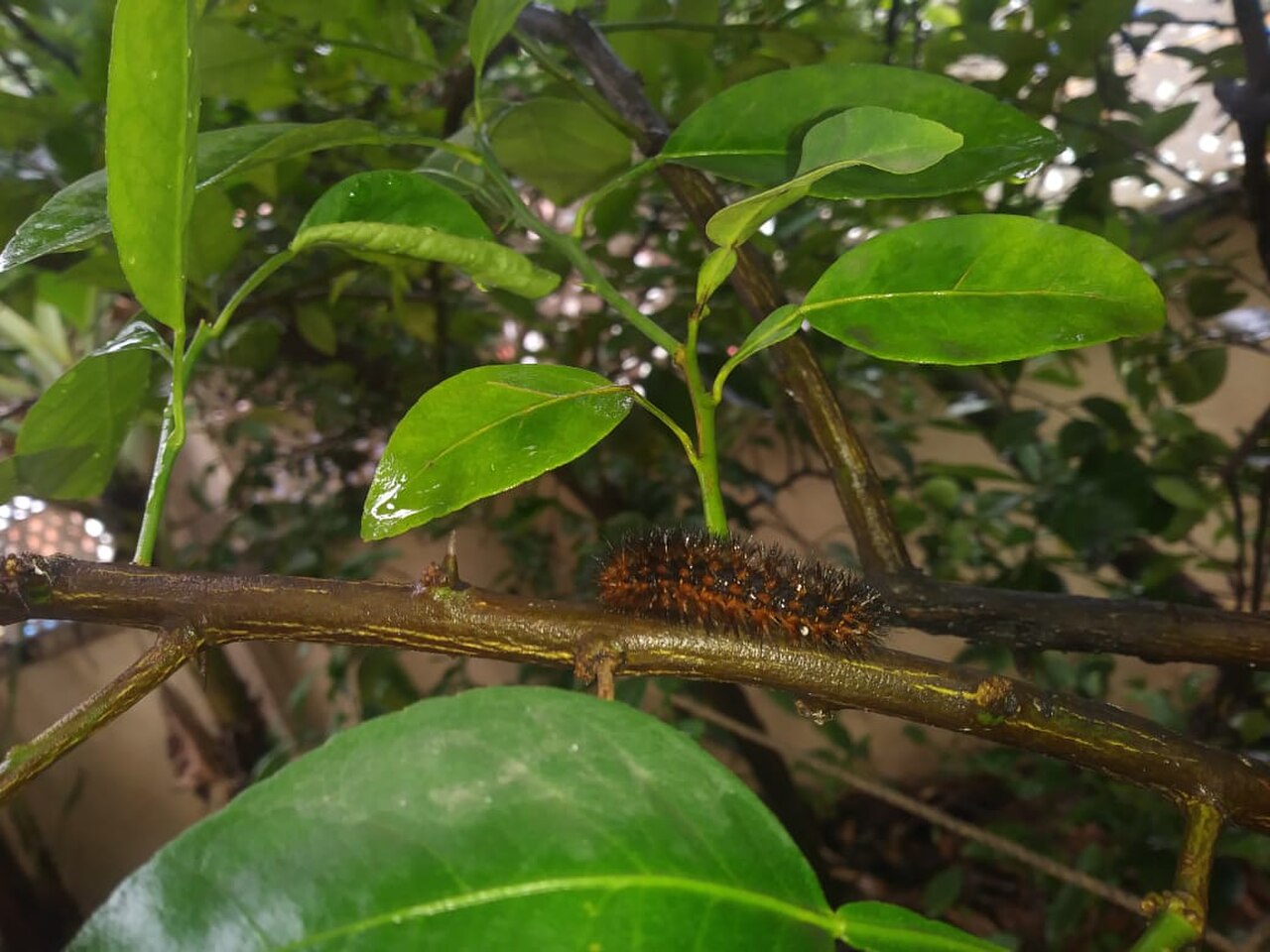 Hypercompe trinitatis larva.jpg