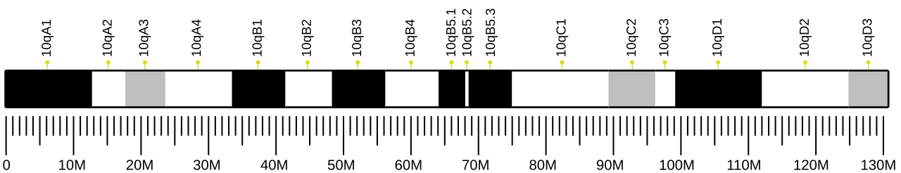 Ideogram of house mouse chromosome 10.svg