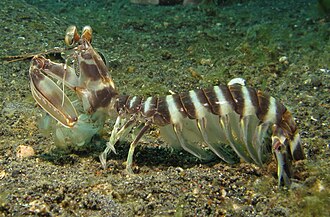 Lysiosquillina maculata outside its burrow