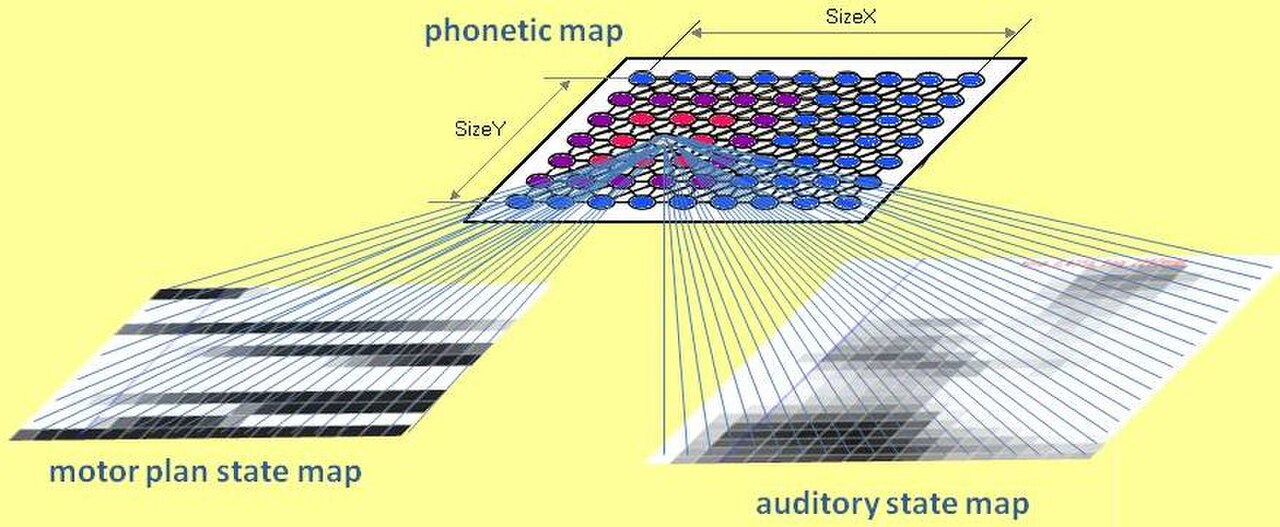 Neural mapping phonetic to sensorimotor maps.jpg