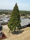 Normal tree form