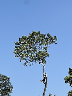 Aleurites moluccanus tree from Kerala, India
