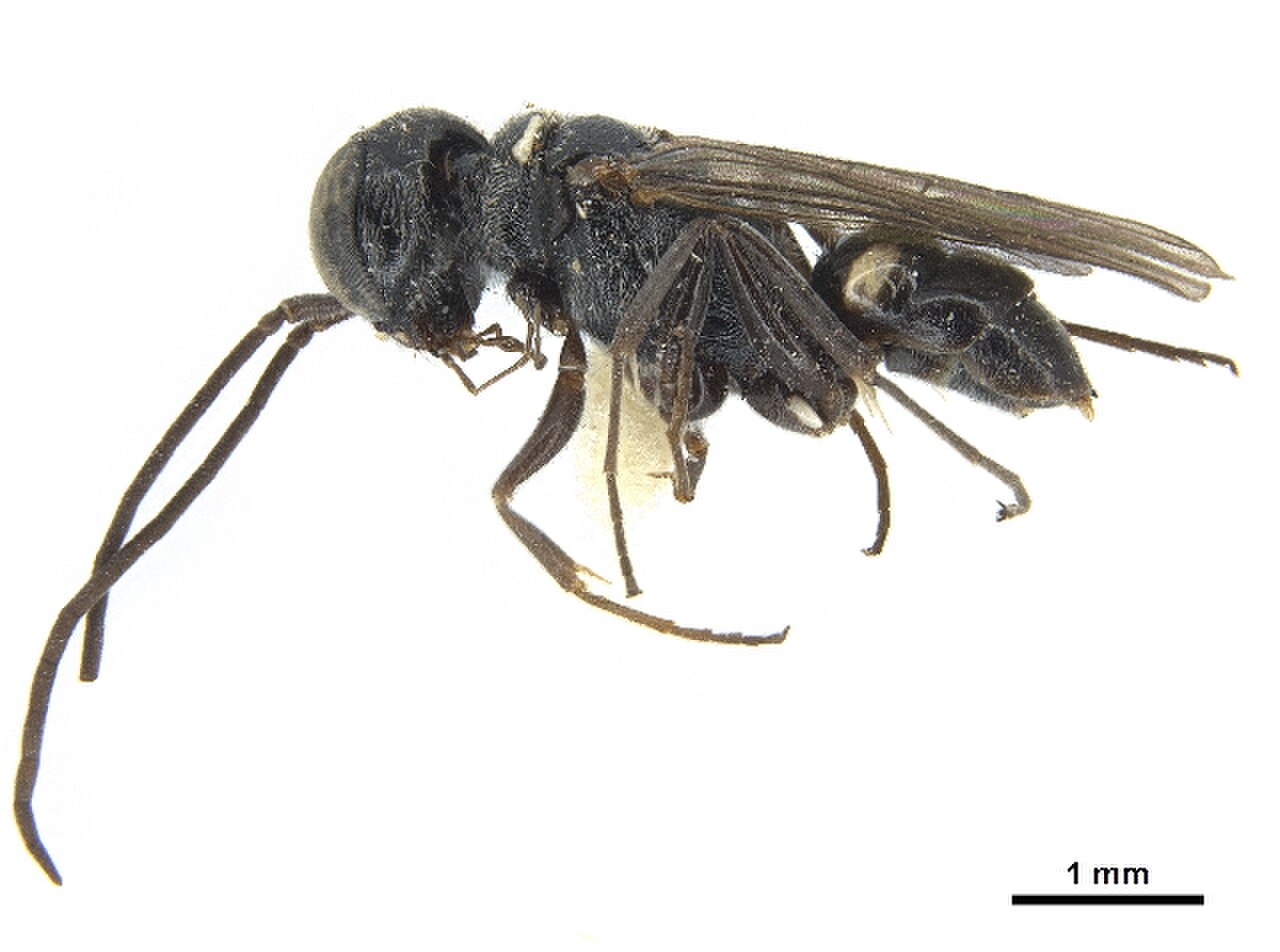 Paradolichurus morelensis.jpg
