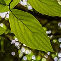 Leaf