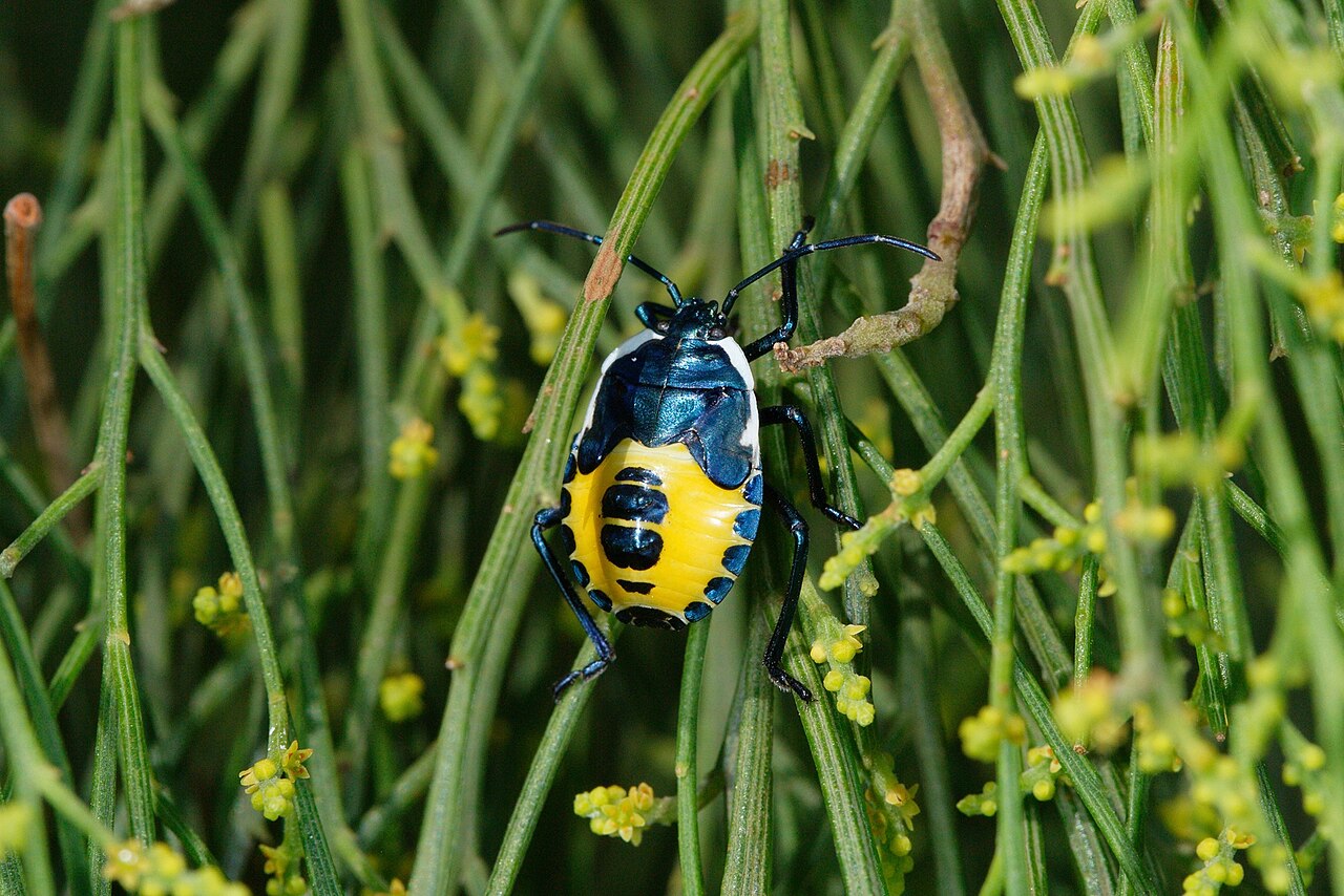 Commius elegans, Cardinia - Pakenham, AU-VI, AU imported from iNaturalist photo 14775909.jpg