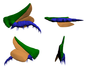Biramous limb of Sidneyia inexpectans Key: basipod with gnathobasic spines (green) exopod (orange), endopod (blue)