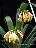 Clivia gardenii