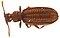 Akalyptoischion
