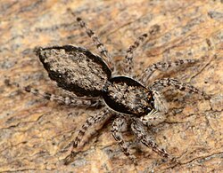 M. eburnensis