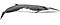 Fin whale illustration with a dark backside, white underside, lightly colored head, a slender body, and a small dorsal fin near the tail