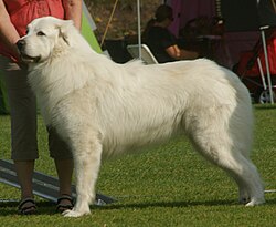 a large white dog