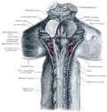 Upper part of medulla spinalis and hind- and mid-brains; posterior aspect, exposed in situ.