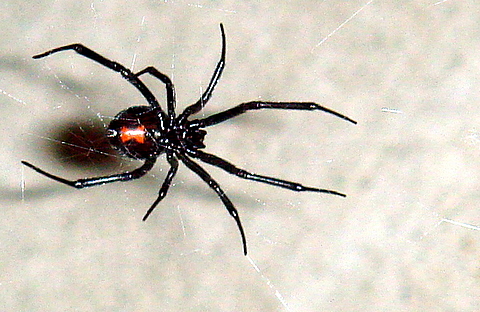The black widow spider, or latrodectus, The females frequently eat their male partners after mating. The female's venom is at least three times more potent than that of the males, making a male's self-defense bite ineffective.
