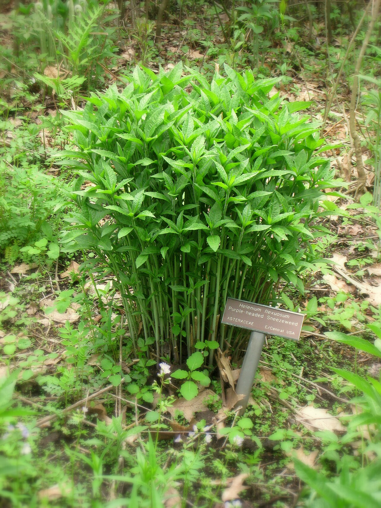 Helenium flexuosum - IMG 2477.JPG