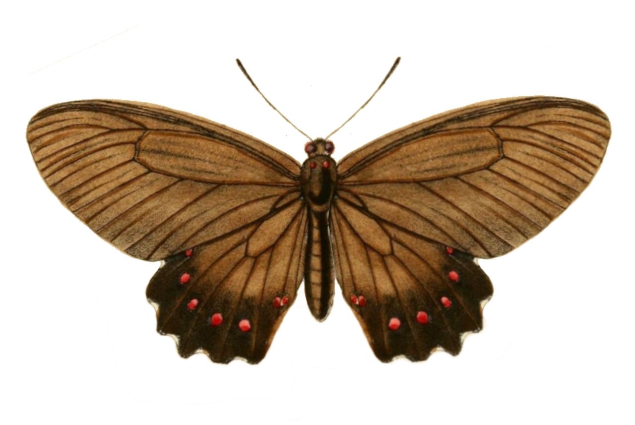 TransEntSocLond 1872Plate3 - Parides burchellanus.jpg