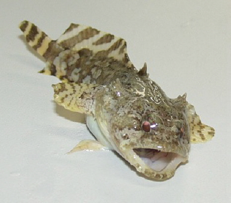 Toadfish often inhabit reefs. Male toadfish "sing" at up to 100 decibels with their swim bladders to attract mates.[13][14][15]
