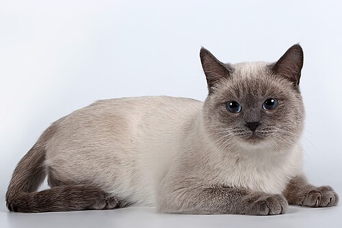 Blue point traditional Thai cat with a round head and a bulky-build body