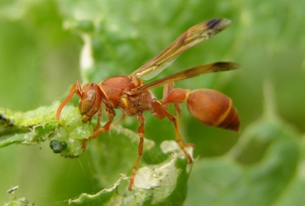 Ropalidia marginata.jpg