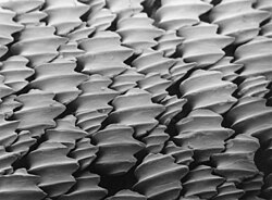 Placoid scales on a lemon shark (Negaprion brevirostris)