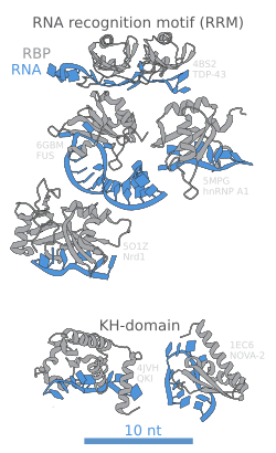 Diagram showing crystal structures of RNA-binding proteins; 4 on the top and 2 on the bottom of the image.