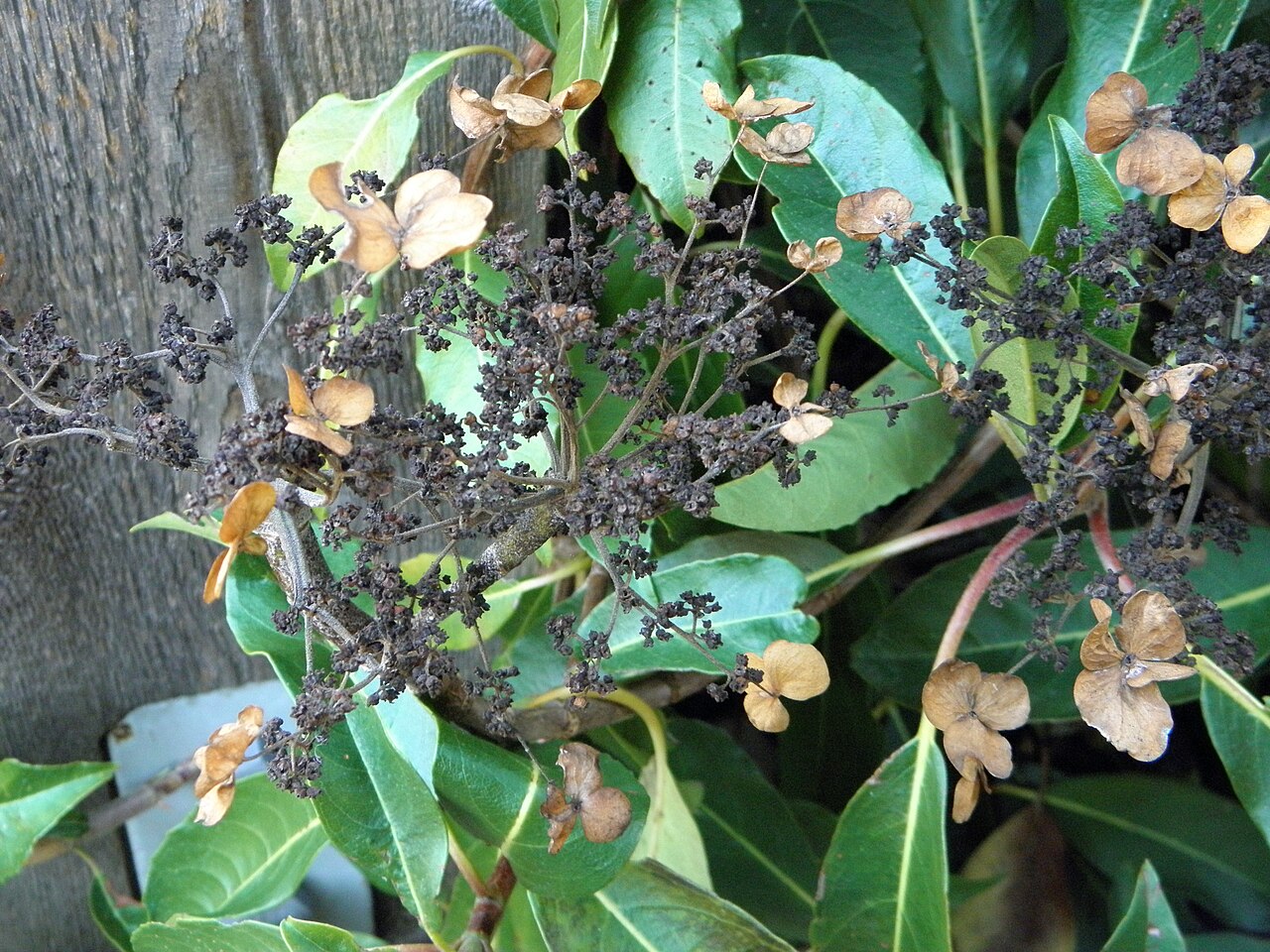 Hydrangea integrifolia dried lace-cap blooms.JPG