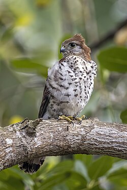 Endangered Mauritius kestrel