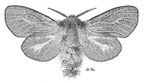 Stippling