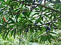 Blue marble tree in Ho'omaluhia Botanical Garden—may possibly be E. grandis